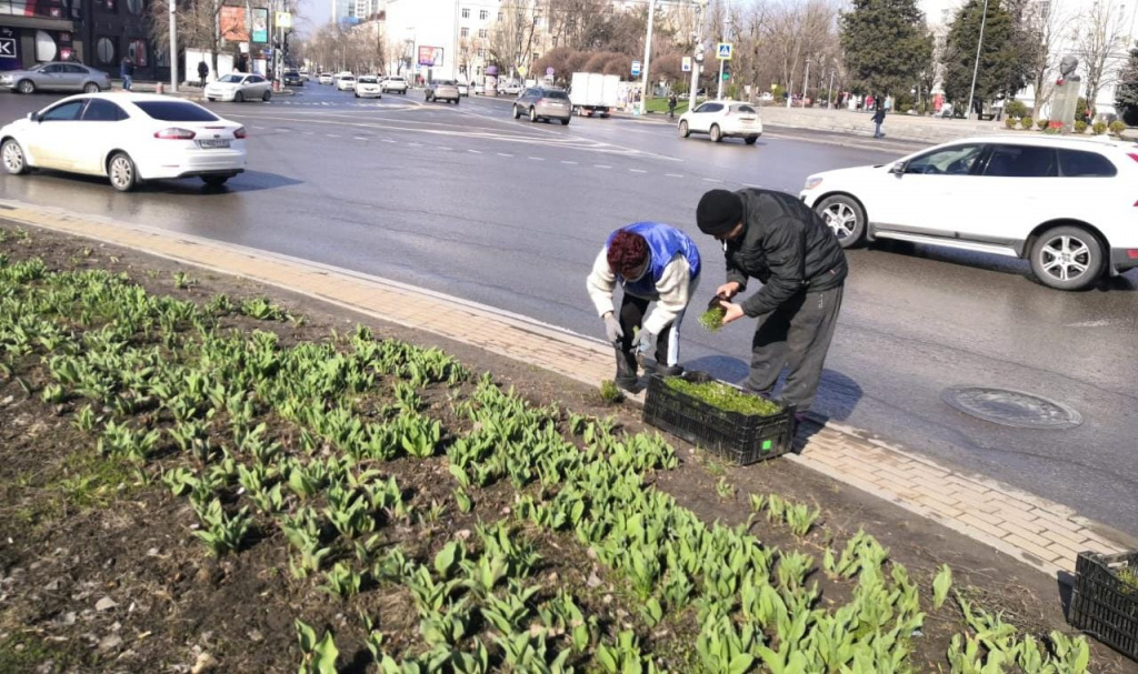 Почти 1 млн однолетних и многолетних цветов высадят на улицах Ростова весной 2021 года