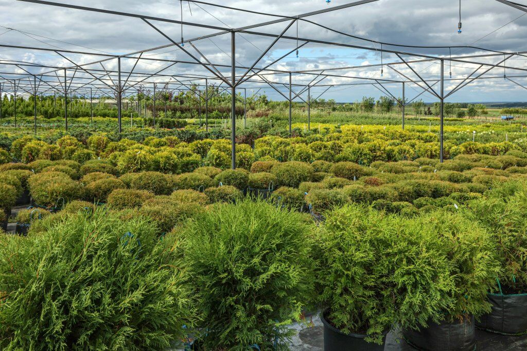Застройщики ознакомятся с крупнейшим питомником растений Нижегородской области - фото 2