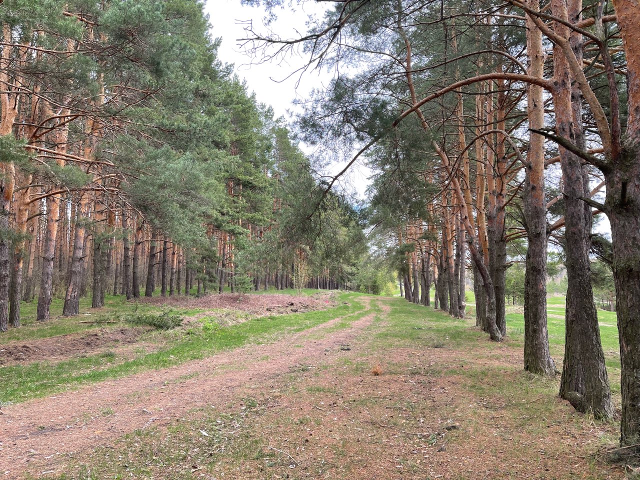 В Нижегородской области введен запрет на посещение лесов в 26 муниципалитетах
