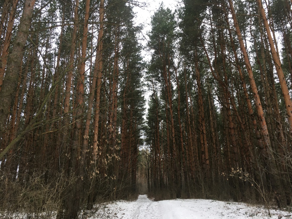 Региональные власти взяли под охрану сосновые леса Дзержинска 