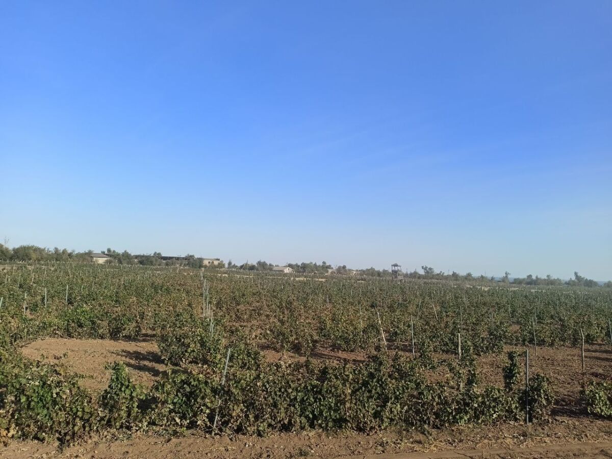 Дегустация и ночлег: винодельни Дона стали центрами притяжения туристов - фото 6